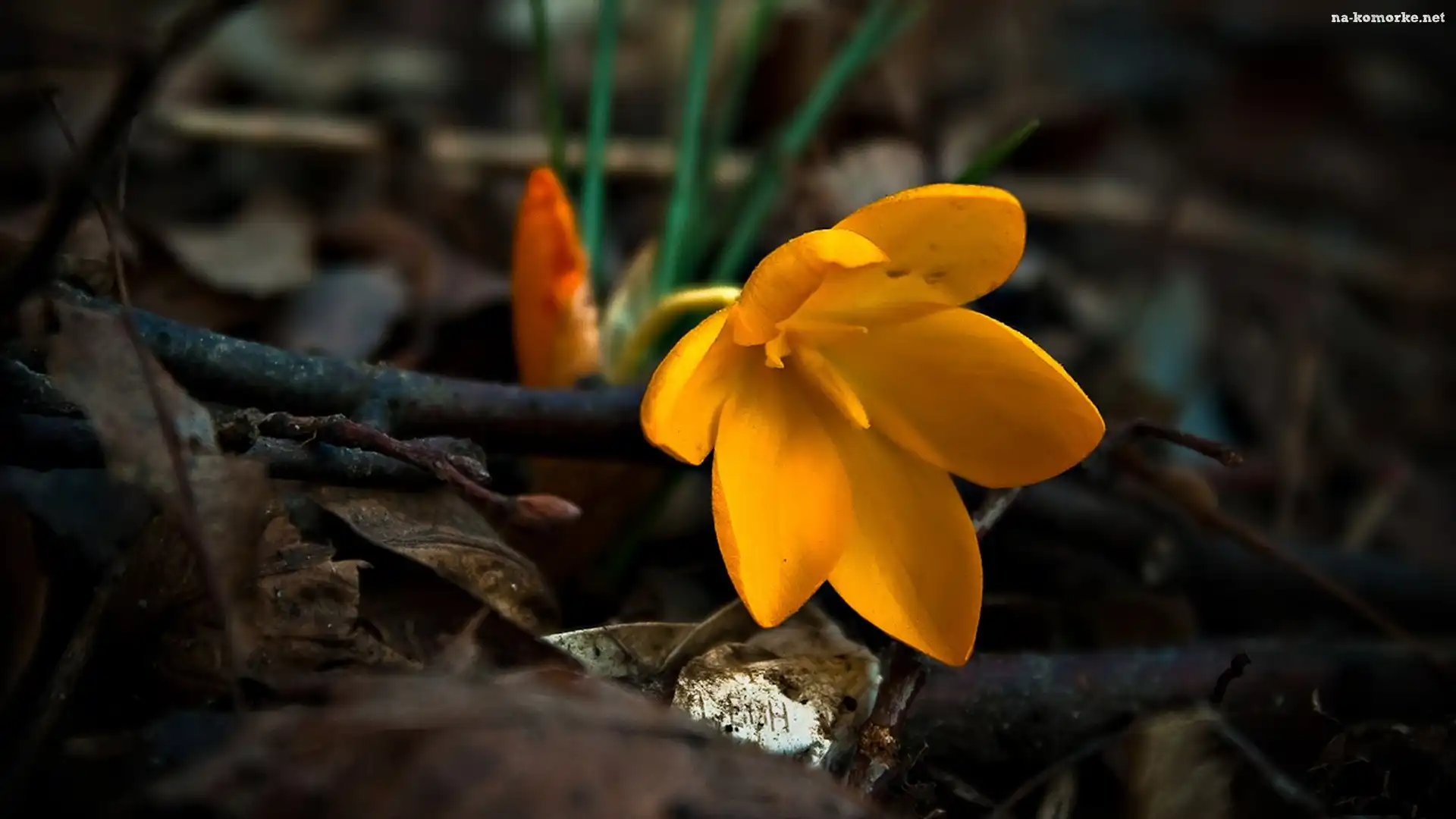 Żółty, Krokus