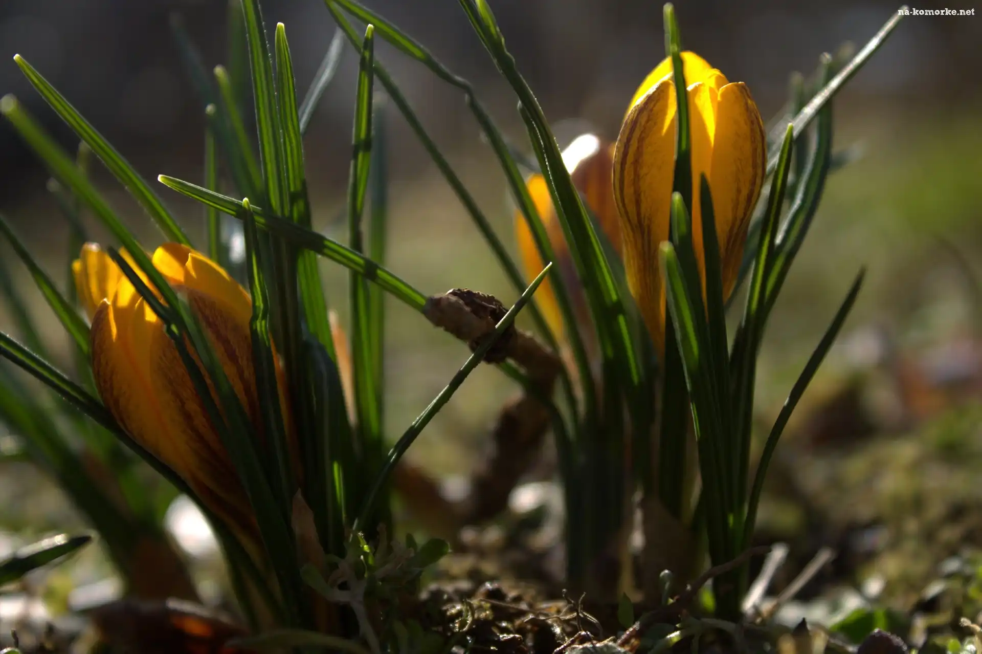 Krokus, Żółty, Kwiat