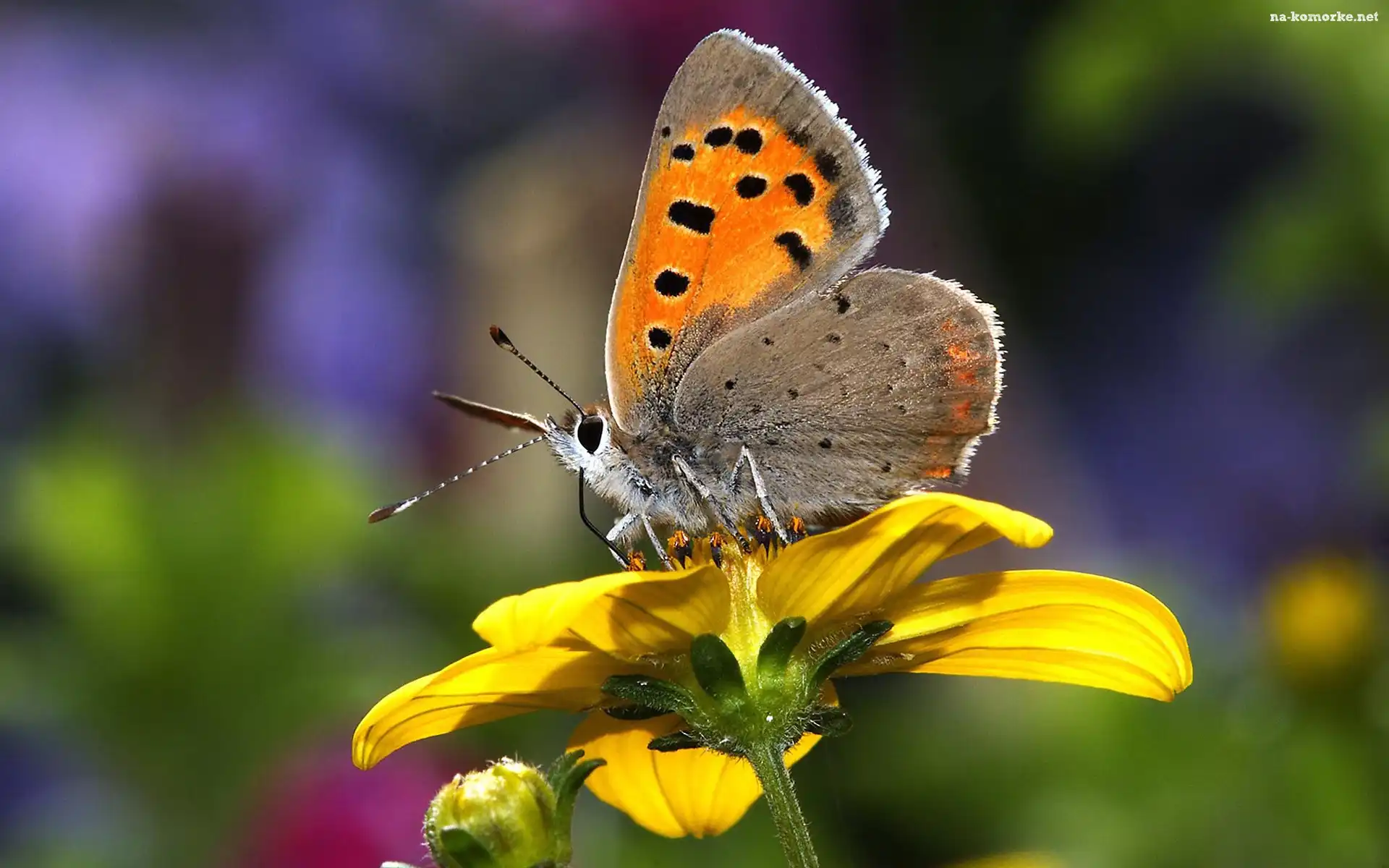 Motyl, Żółty, Kwiat