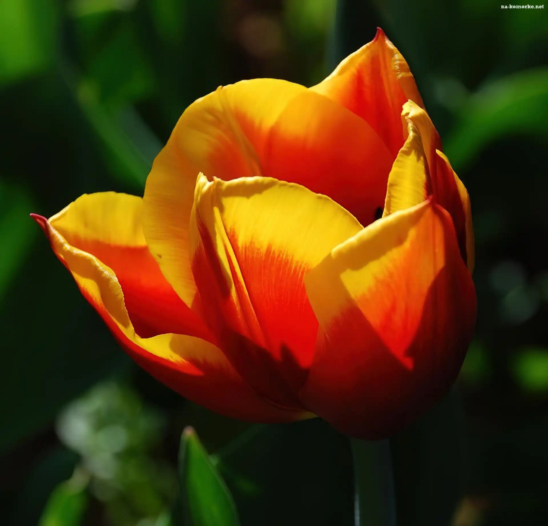 Pomarańczowo, Żółty, Tulipan