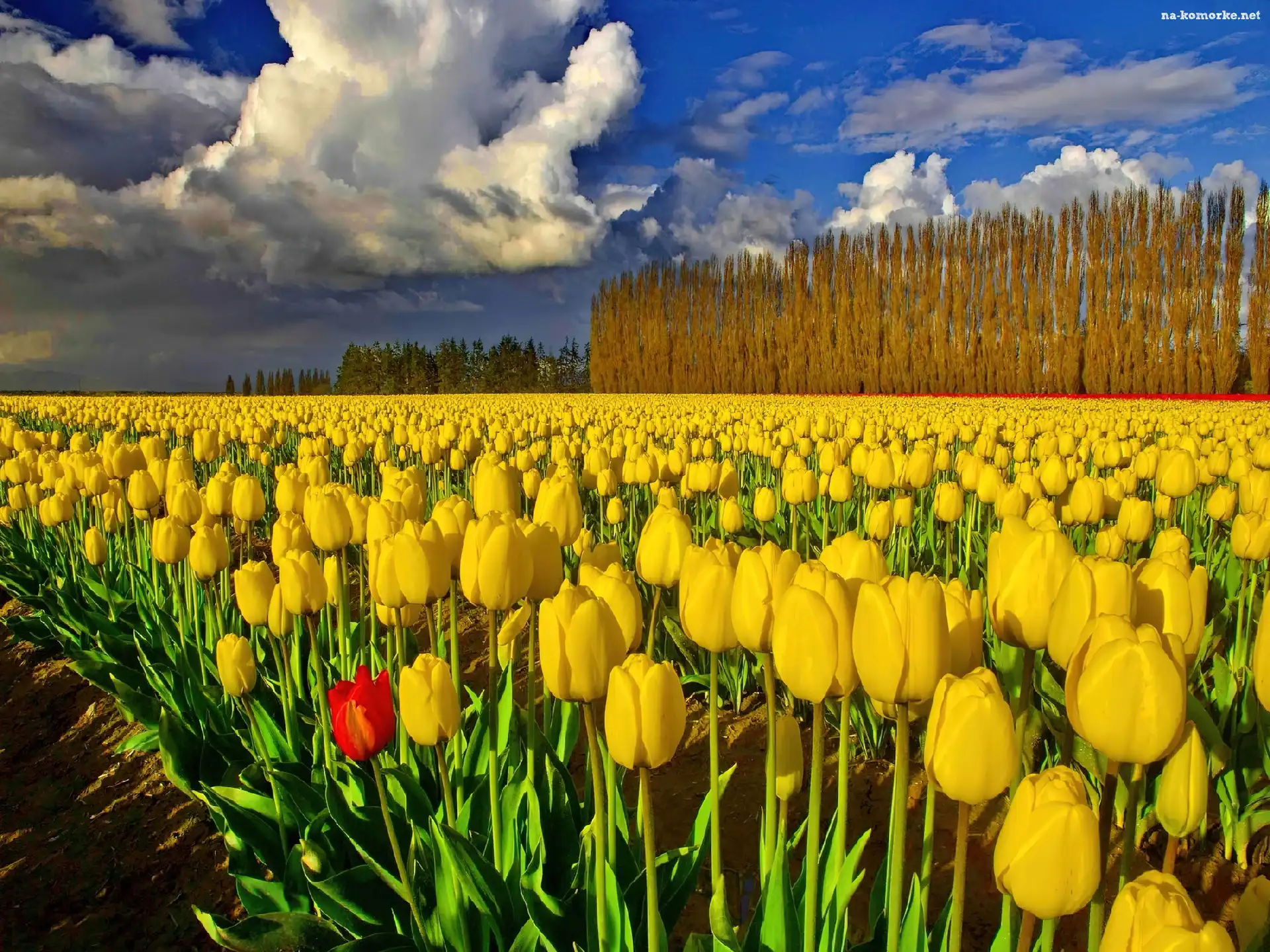 Pola, Żółtych, Tulipanów