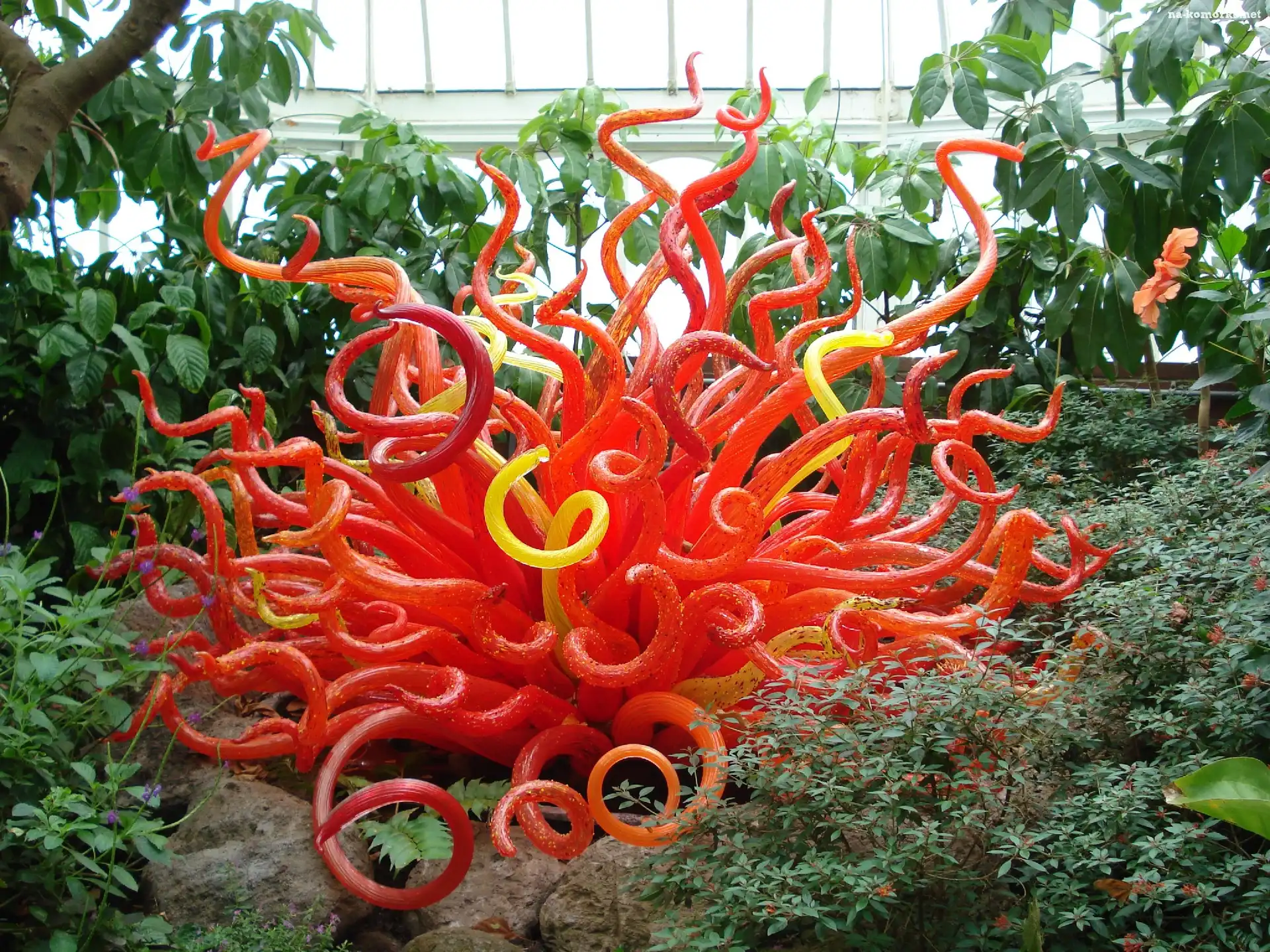 Oranżeria, Zieleń, Pomarańczowa, Roślina