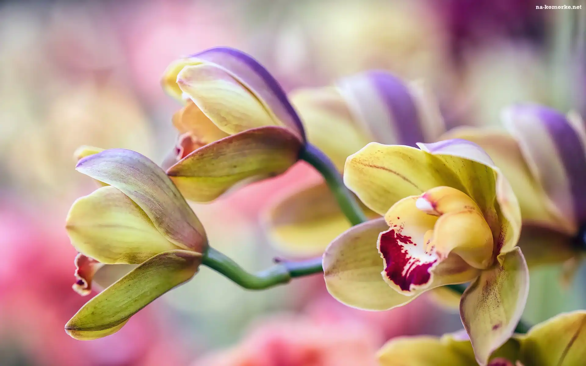 Orchidea, Storczyki