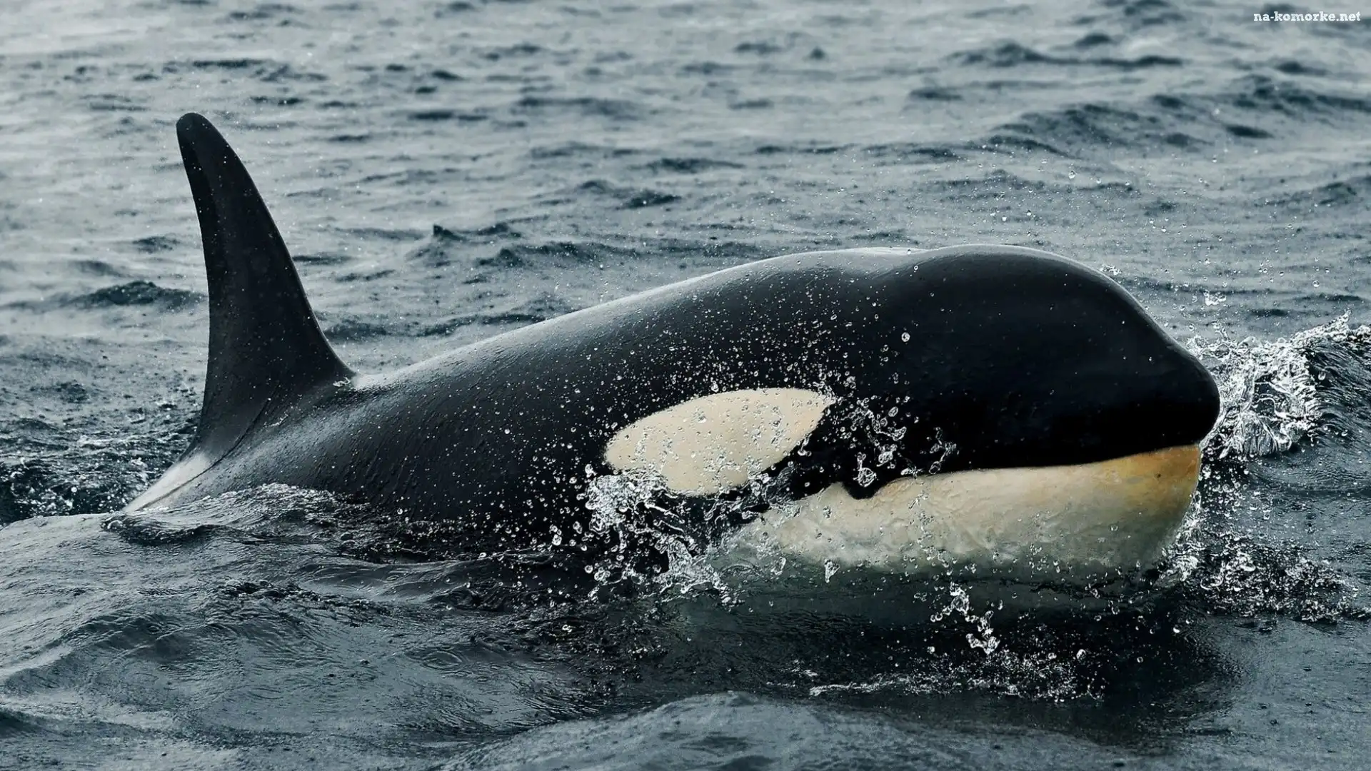 Orka