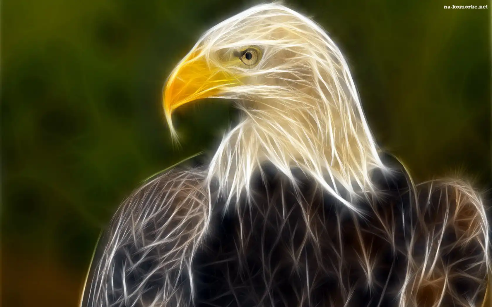Fractalius, Bielik amerykański