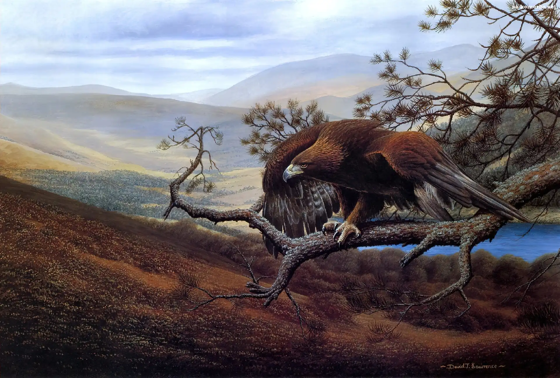 Orzeł, Art, Góry, Drzewao