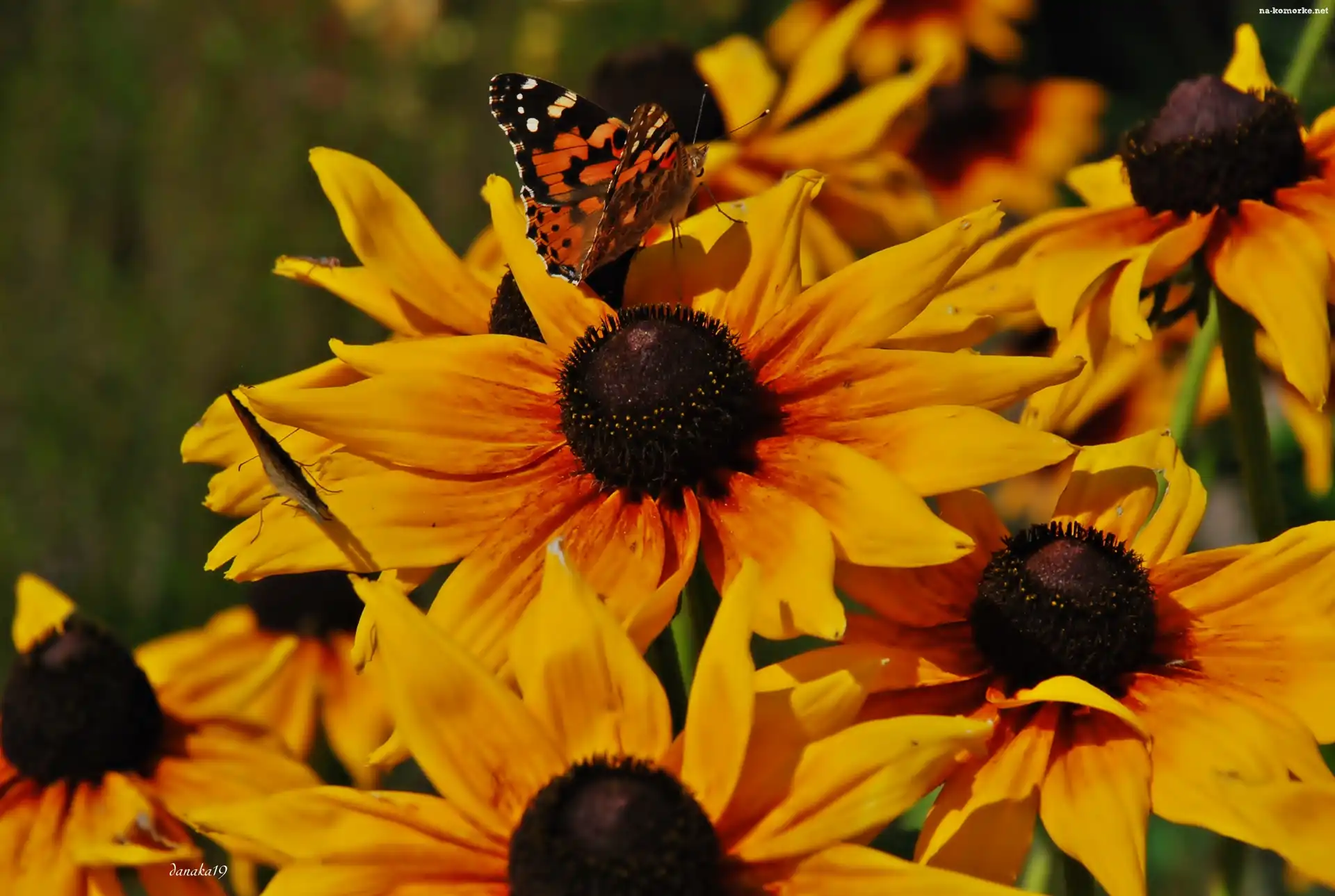 Osetnik, Kwiaty, Rudbekie, Motyl, Rusałka