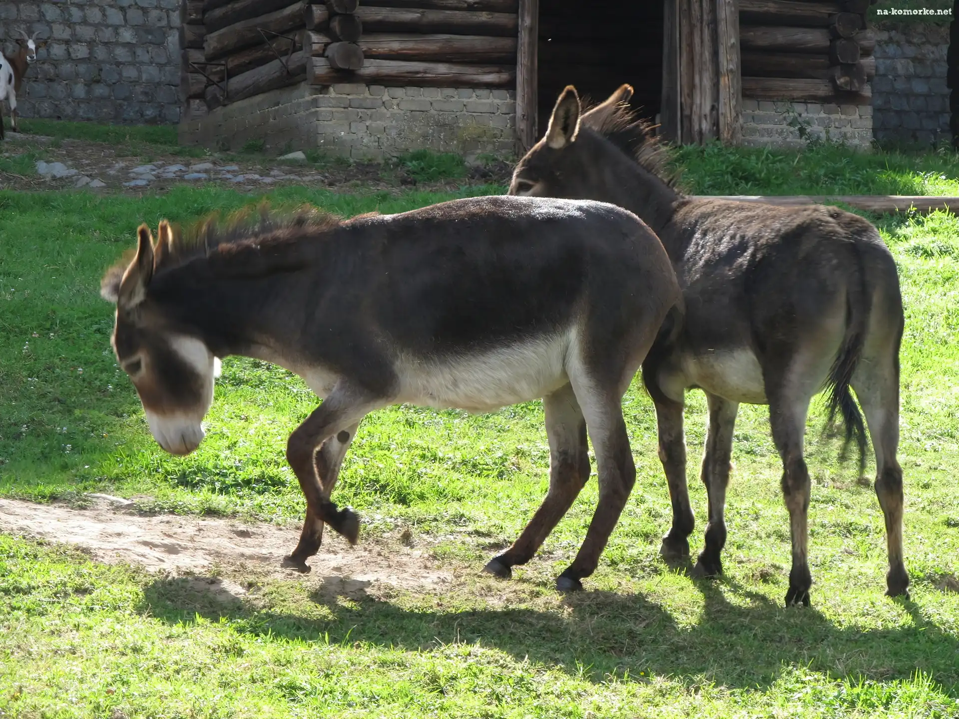 Dwa, Osły, Trawa