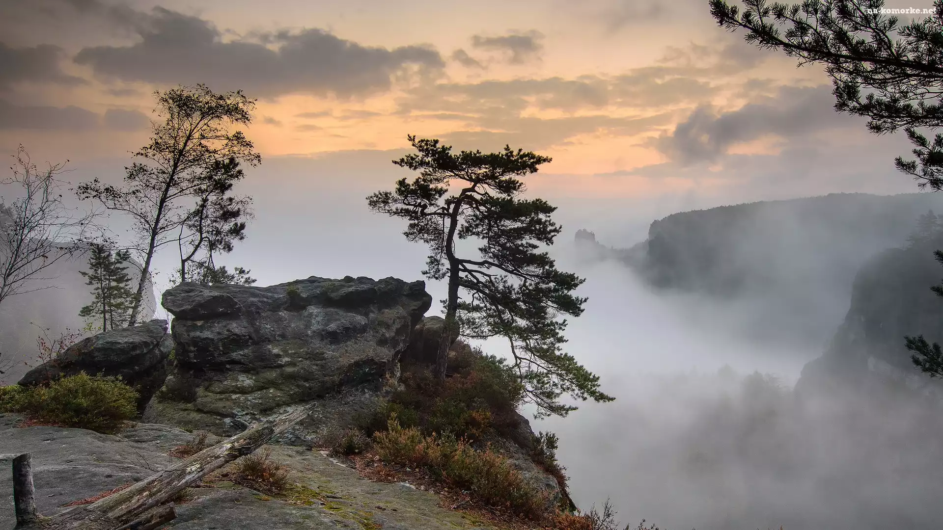 Poranek, Powiat Sachsische Schweiz-Osterzgebirge, Drzewa, Niemcy, Skała, Sosny, Mgła, Park Narodowy Saskiej Szwajcarii