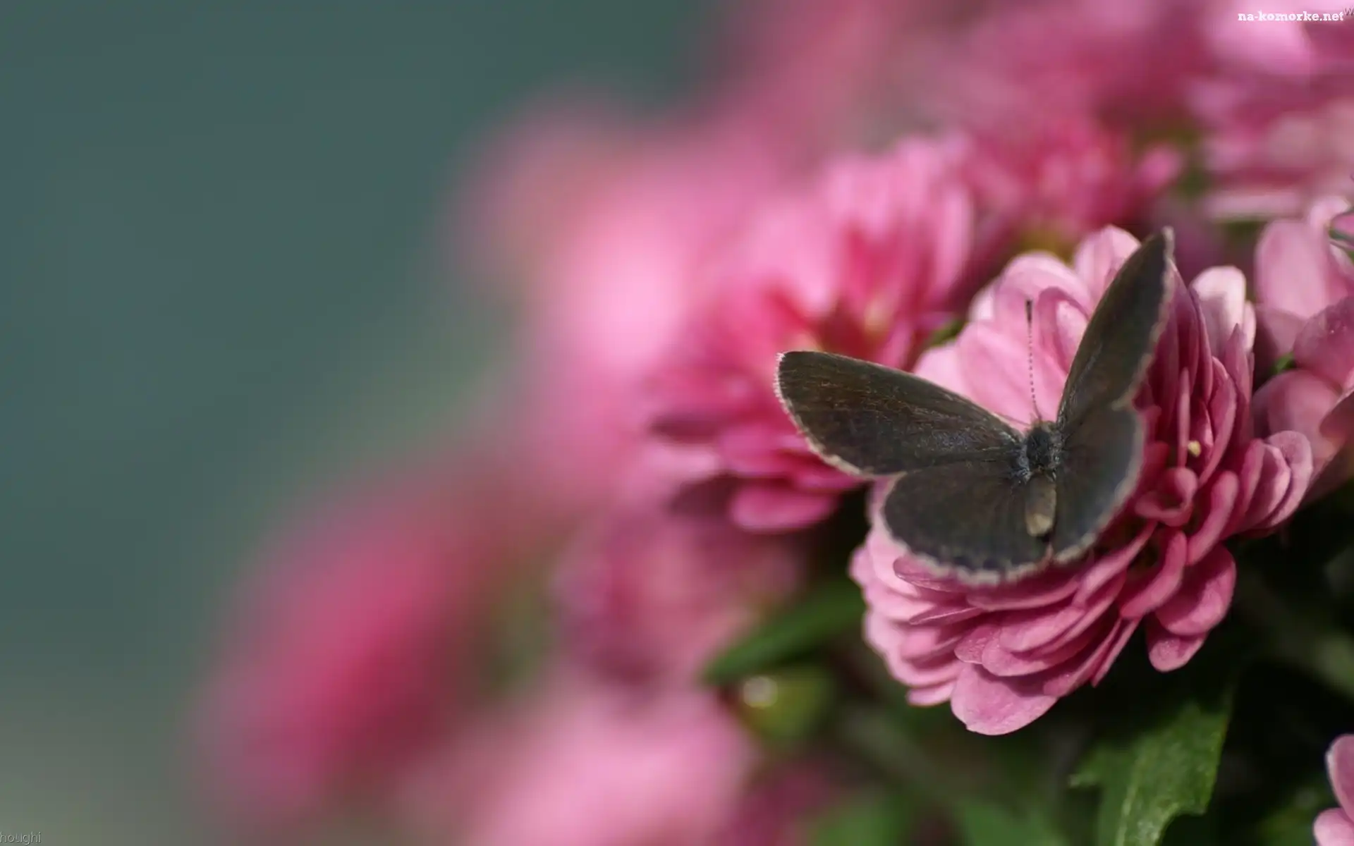 Ostrości, Różowe, Kwiaty, Motyl, Głębia