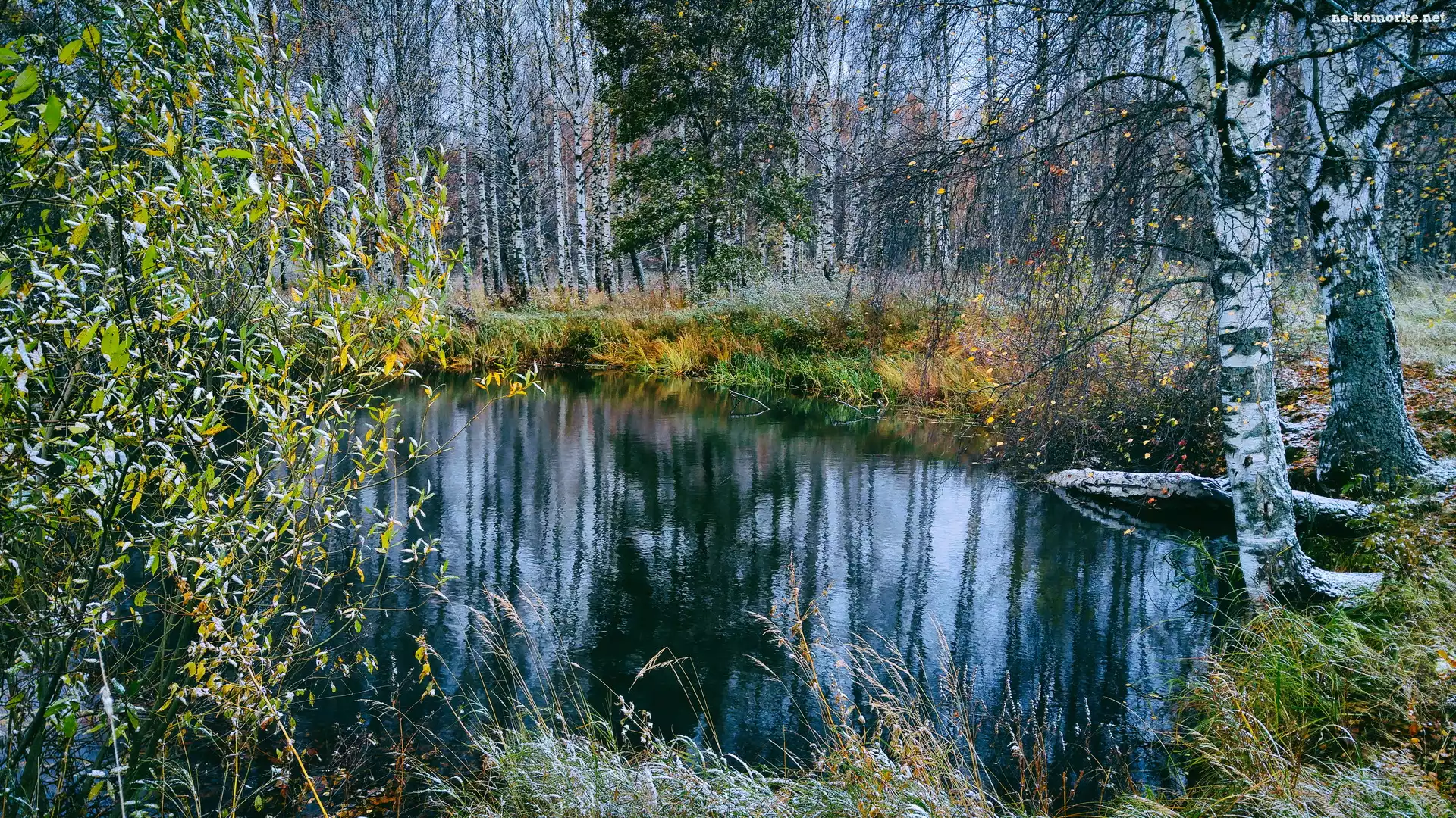 Jesień, Oszroniona, Trawa, Staw, Las, Drzewa, Brzozy