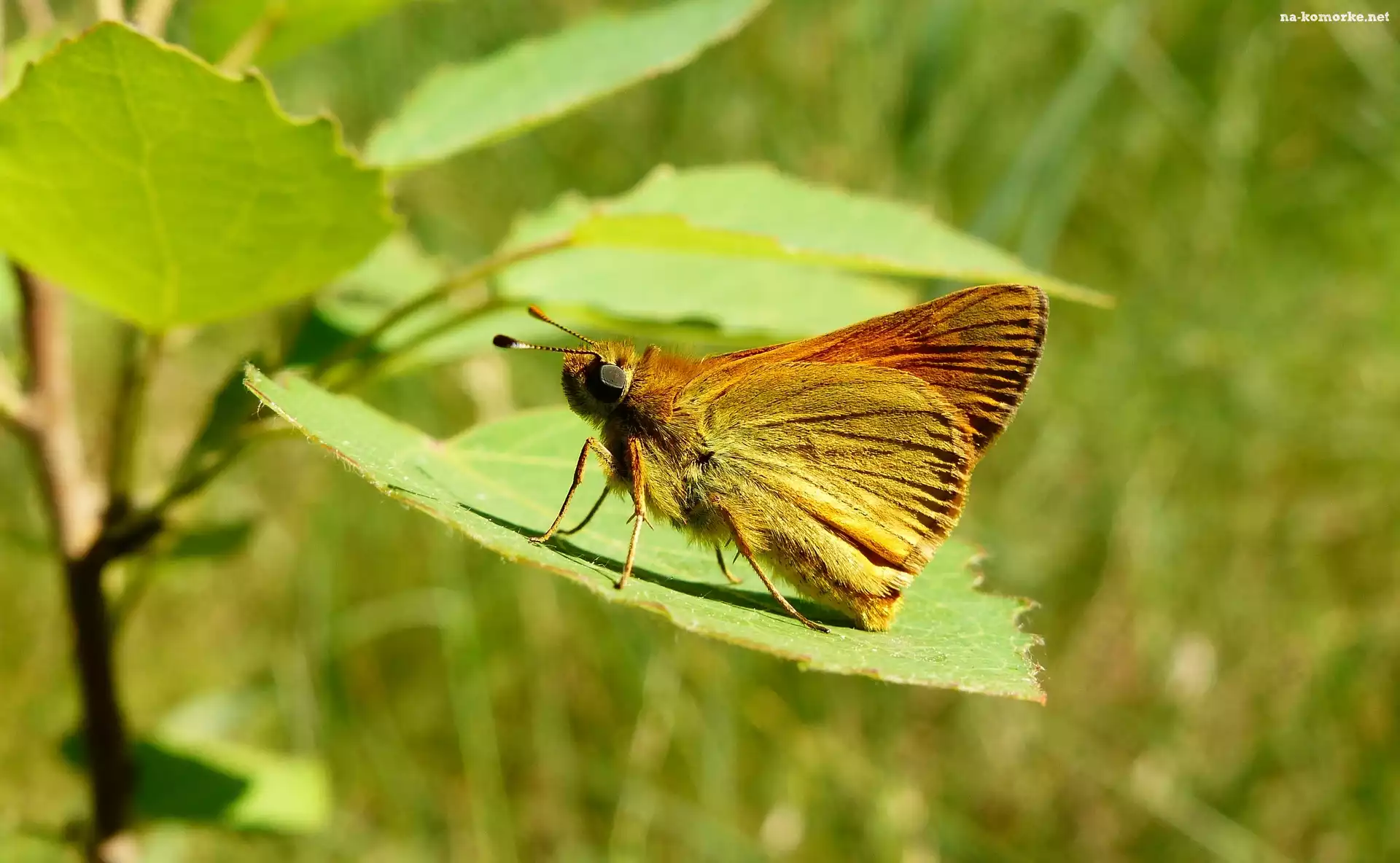 Owad, Liść, Motyl, Karłątek kniejnik