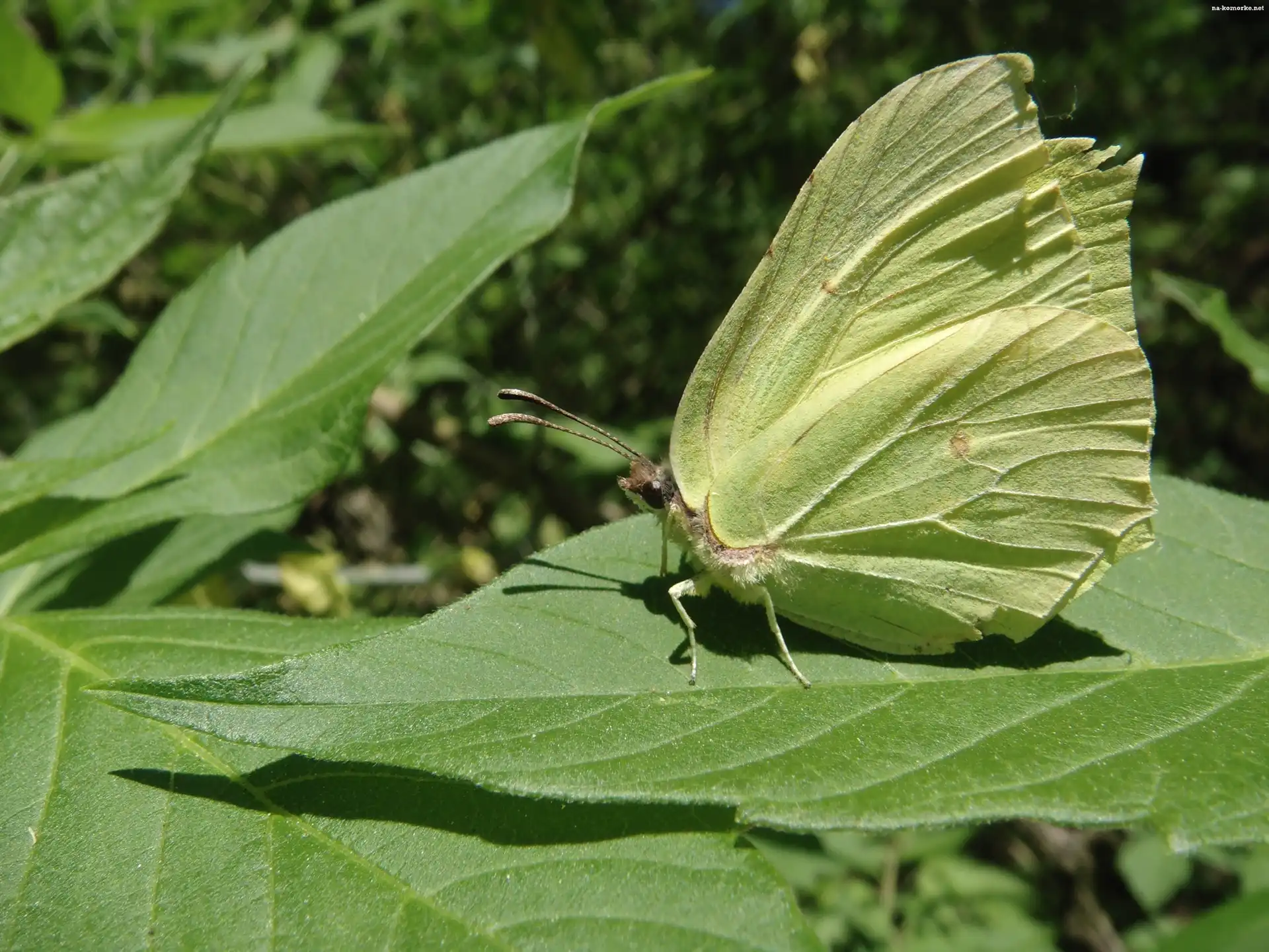 Owad, Liść, Motyl, Latolistek cytrynek
