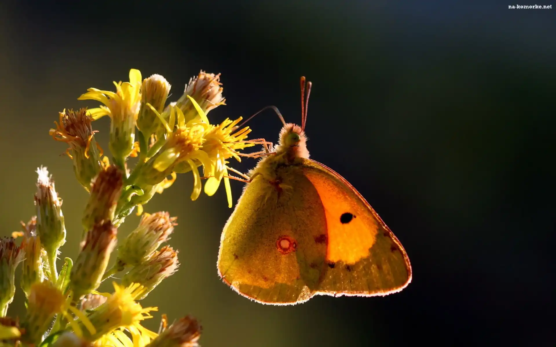 Owad, Kwiat, Motyl, Żółty