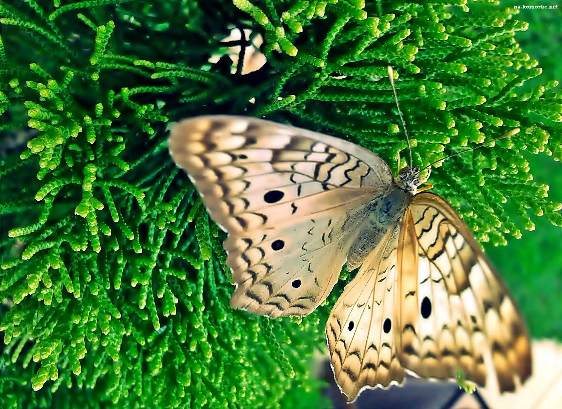 Owad, Motyl