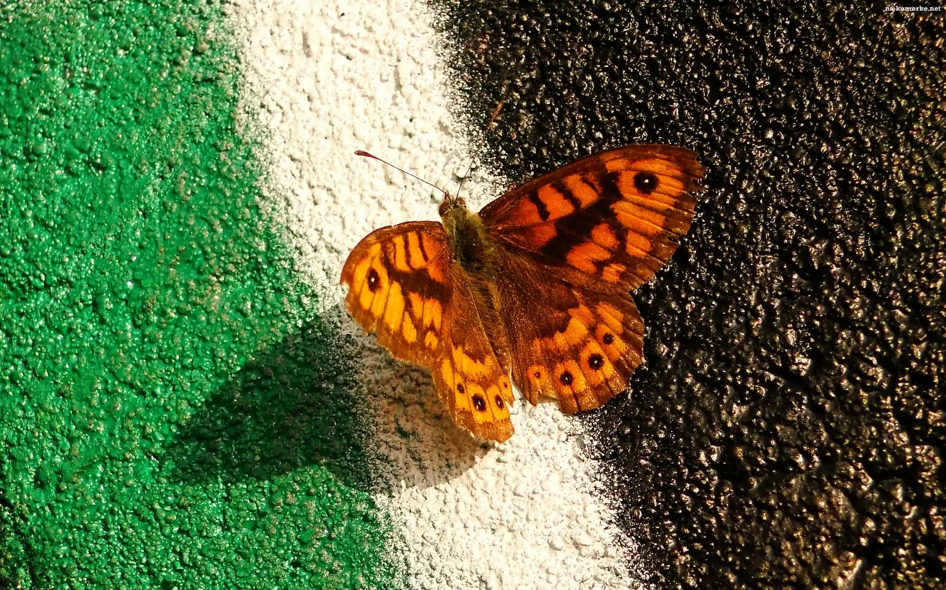 Owad, Graffiti, Motyl, Osadnik megera