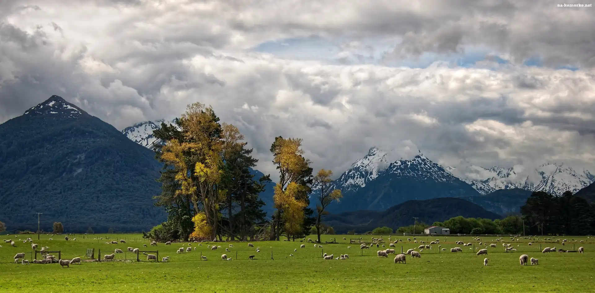 Glenarchy, Owce, Pastwisko, Trey Ratcliff, Góry, Nowa Zelandia