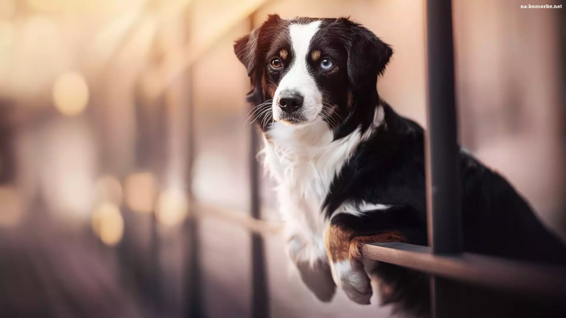 Pies, Owczarek australijski, Australian shepherd