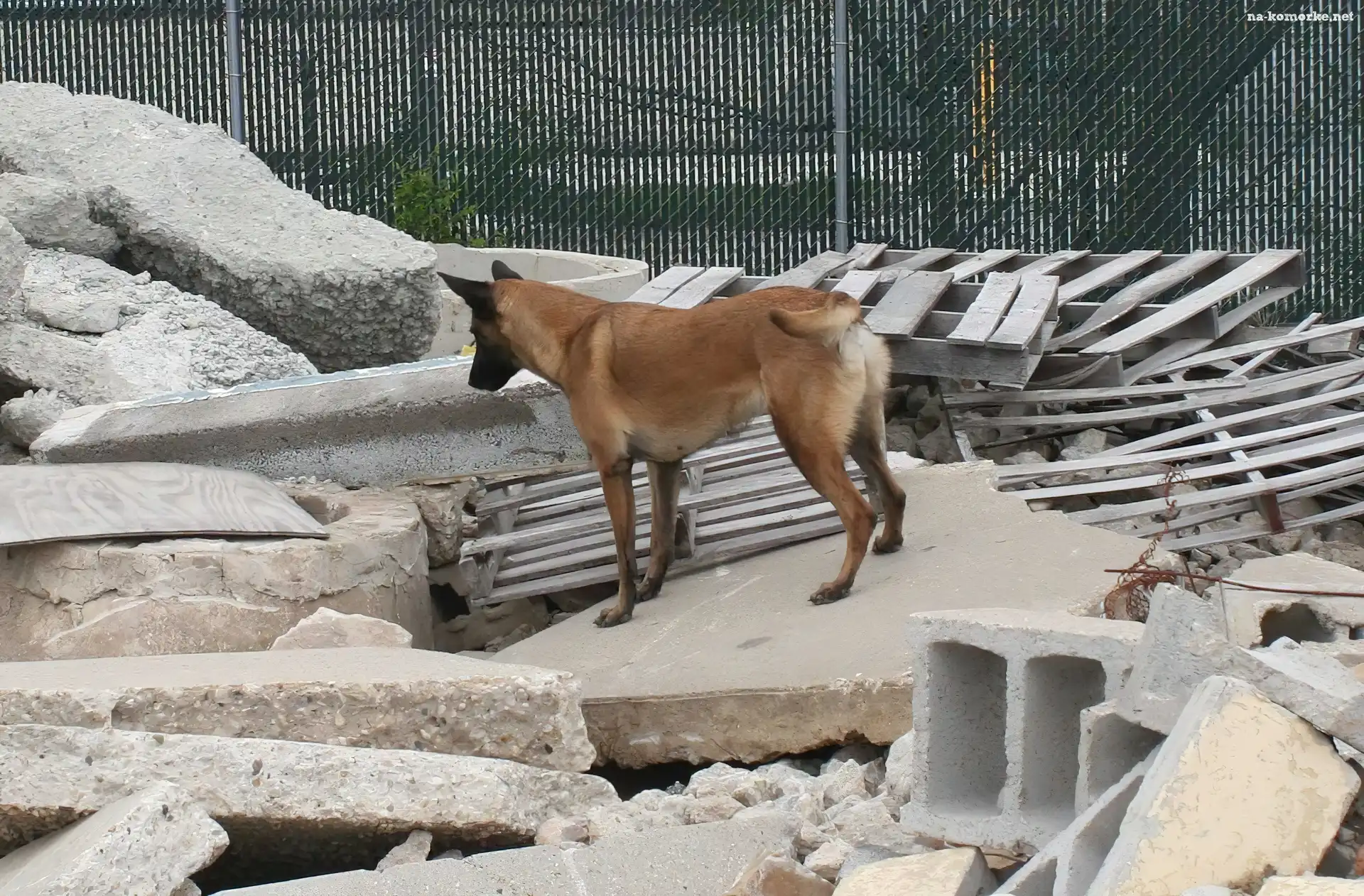 Owczarek belgijski Malinois, gruzy
