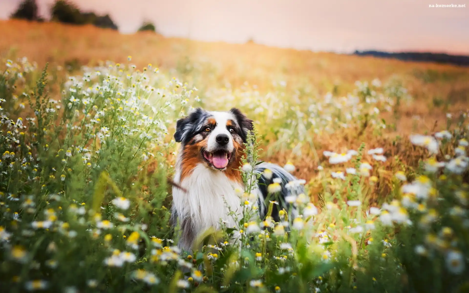 Owczarek australijski, Australian shepherd, Łąka