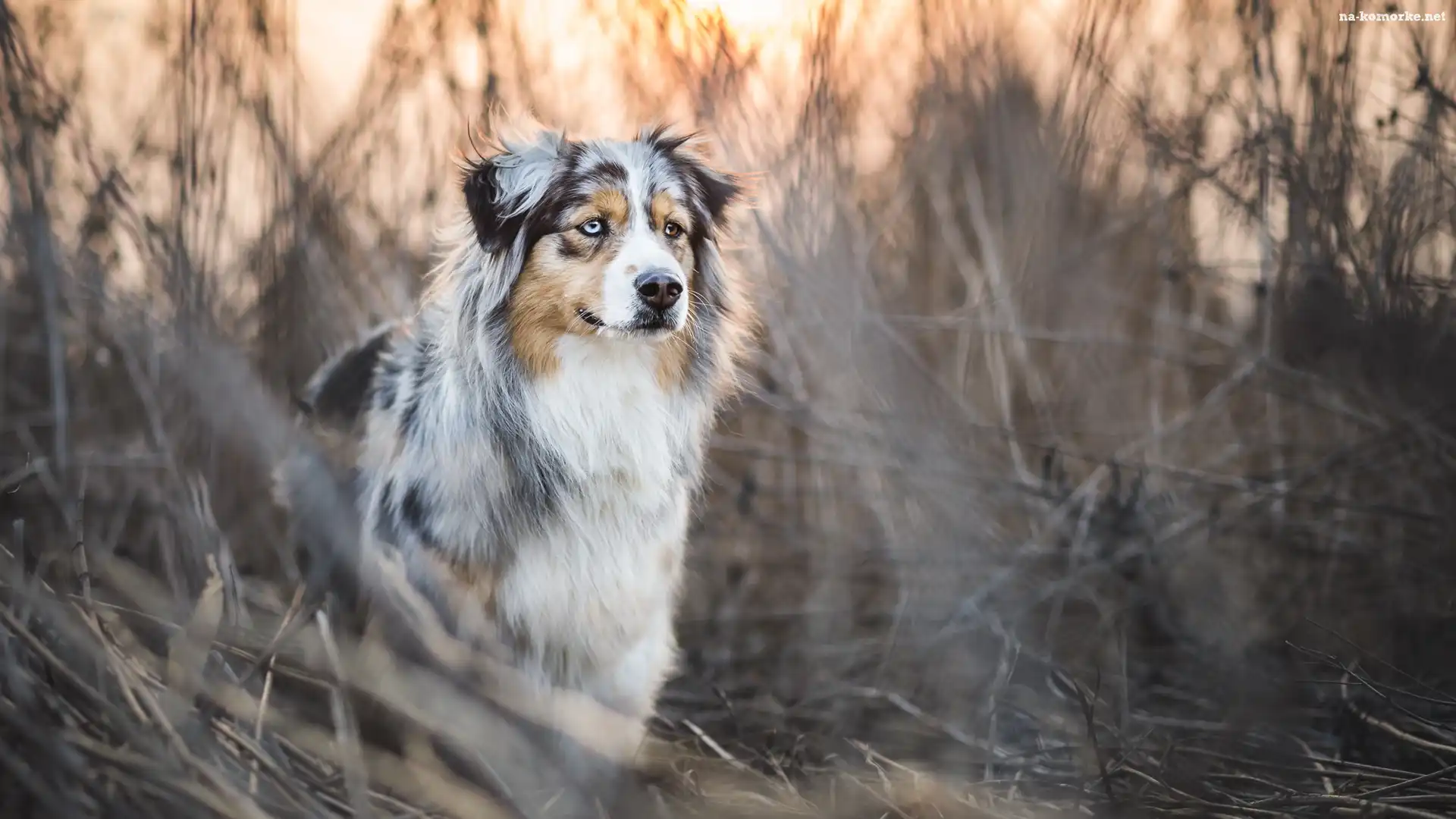 Owczarek australijski, Australian shepherd, Trawa