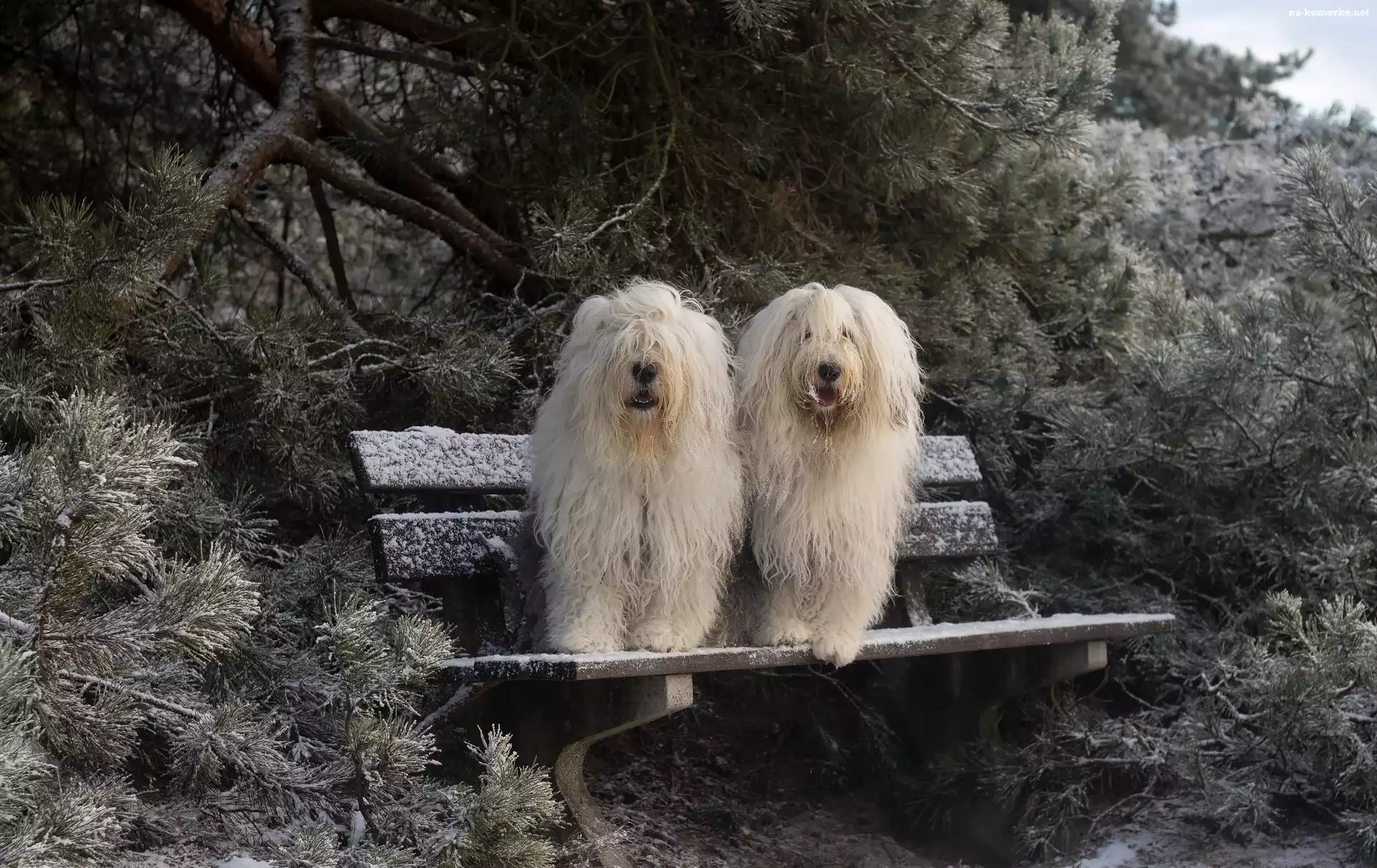 Owczarki staroangielskie Bobtail, Śnieg, Ławka, Iglaki
