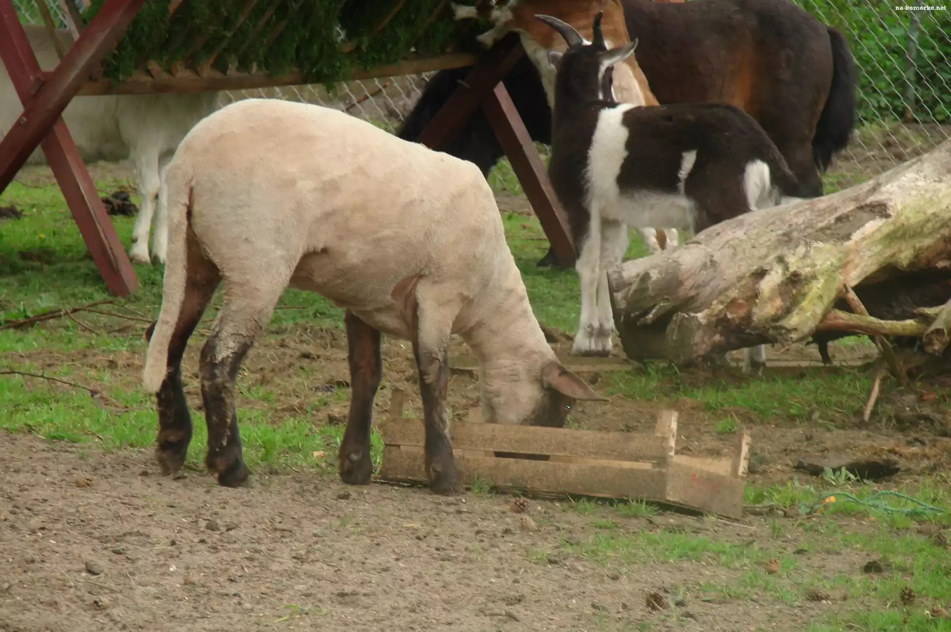 Owieczka, Zagroda