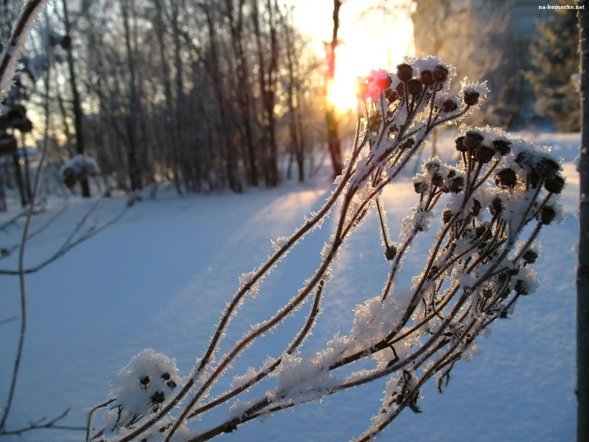 Owoce, Roślina, Zamrożona, Śnieg, Łodyżki, Las