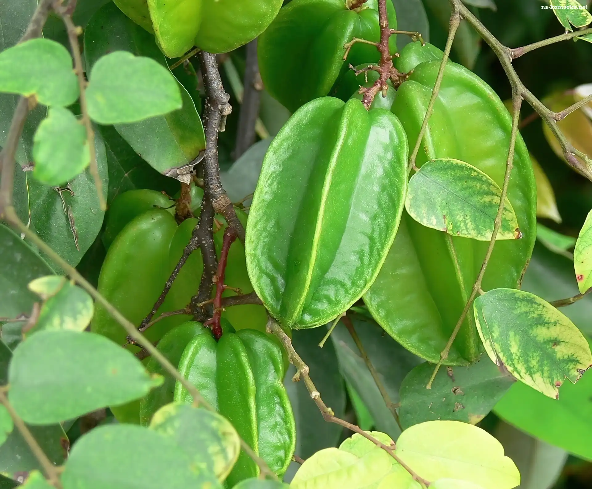 Zielone, Karamboli, Owoce
