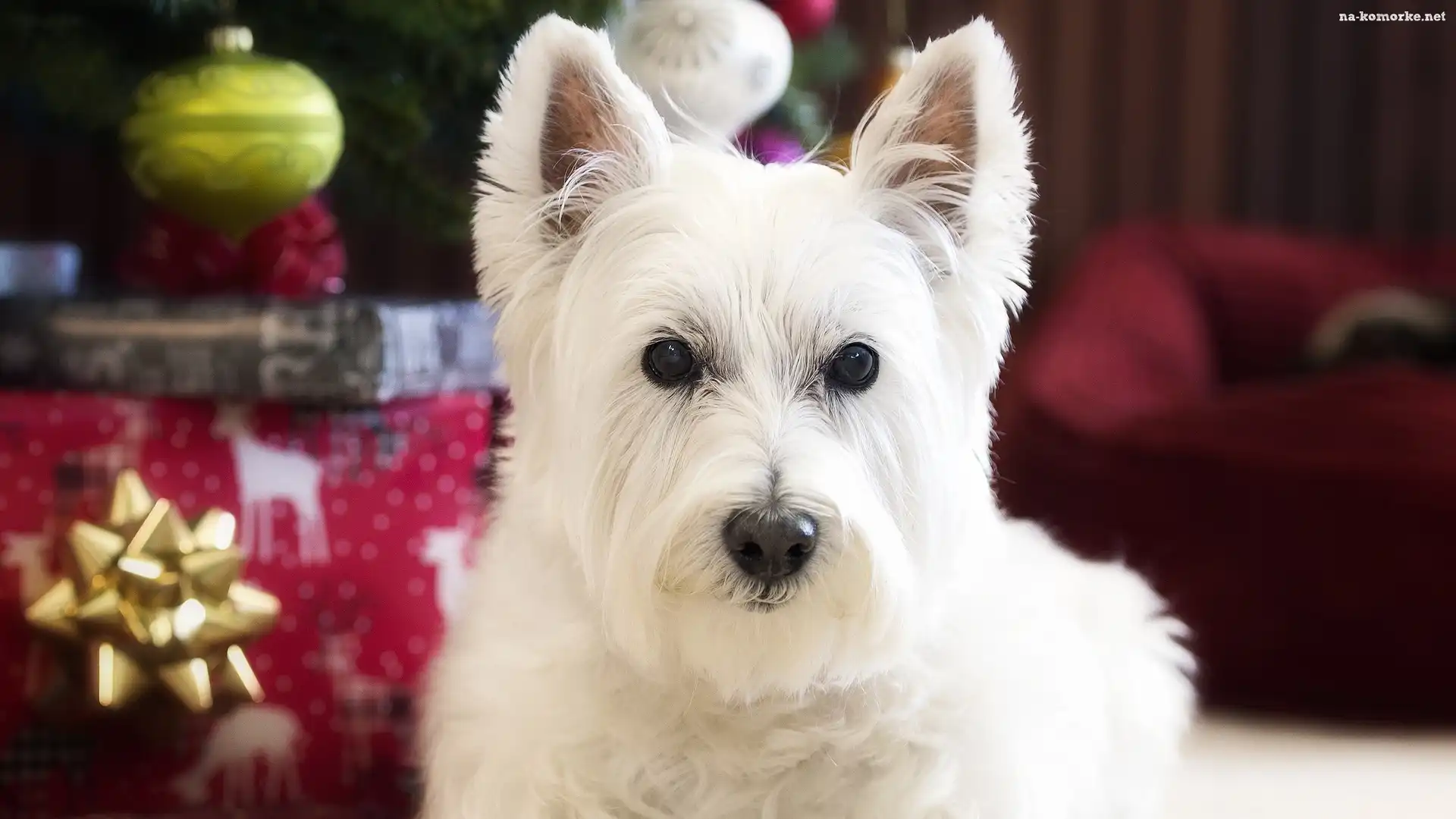 Świąteczne, Pies, West highland white terrier, Mordka, Ozdoby