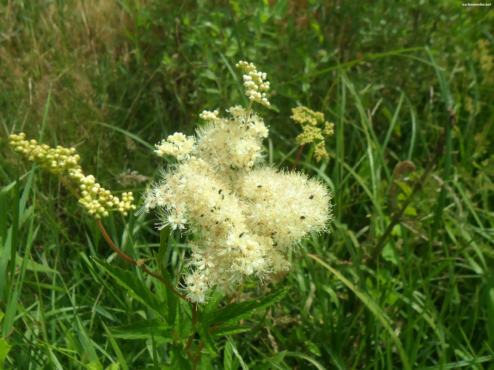 Łąka, Owady, Pachnący, Kwiat