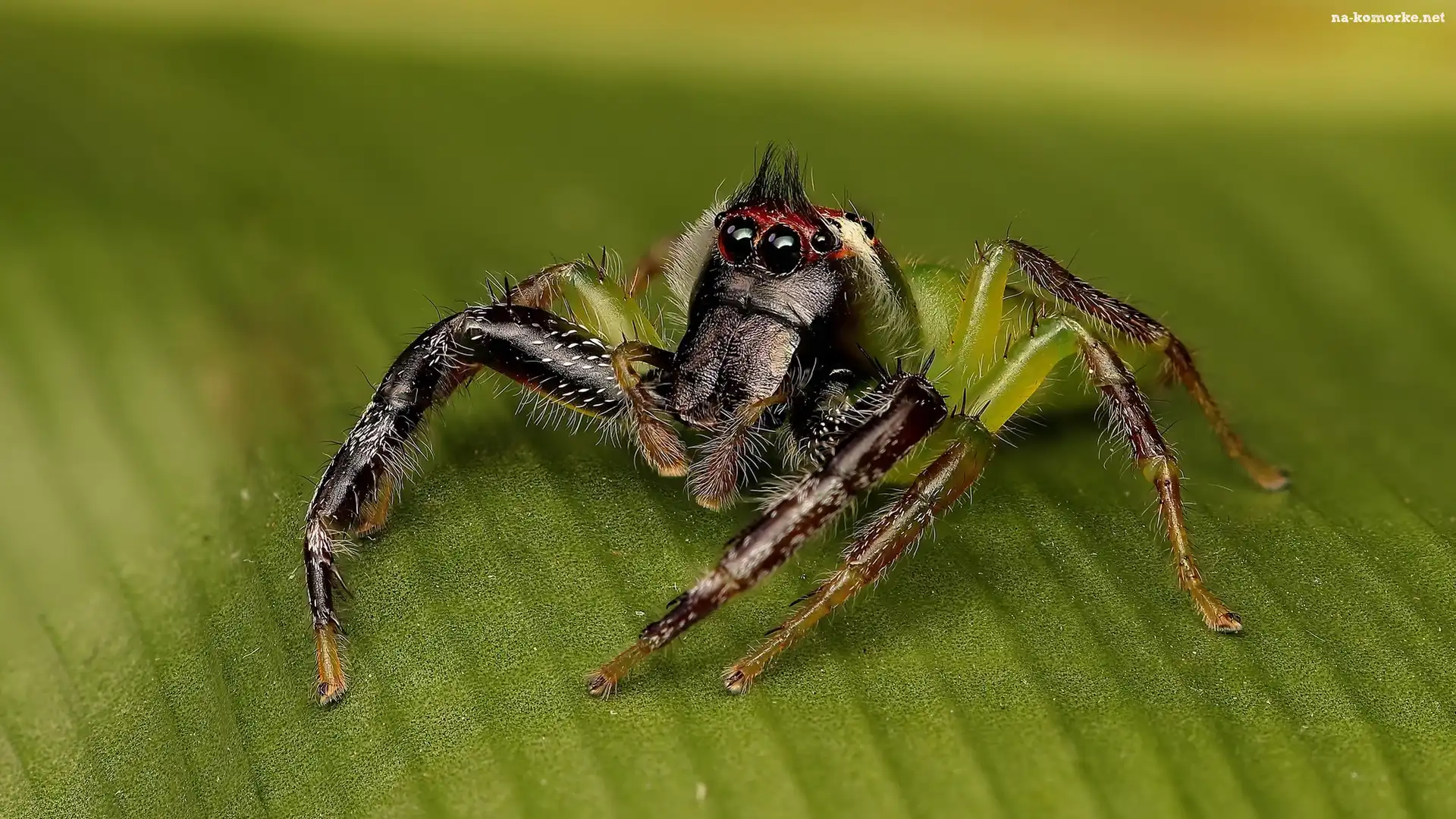 Pająk, Zbliżenie, Mopsus mormon, Liść