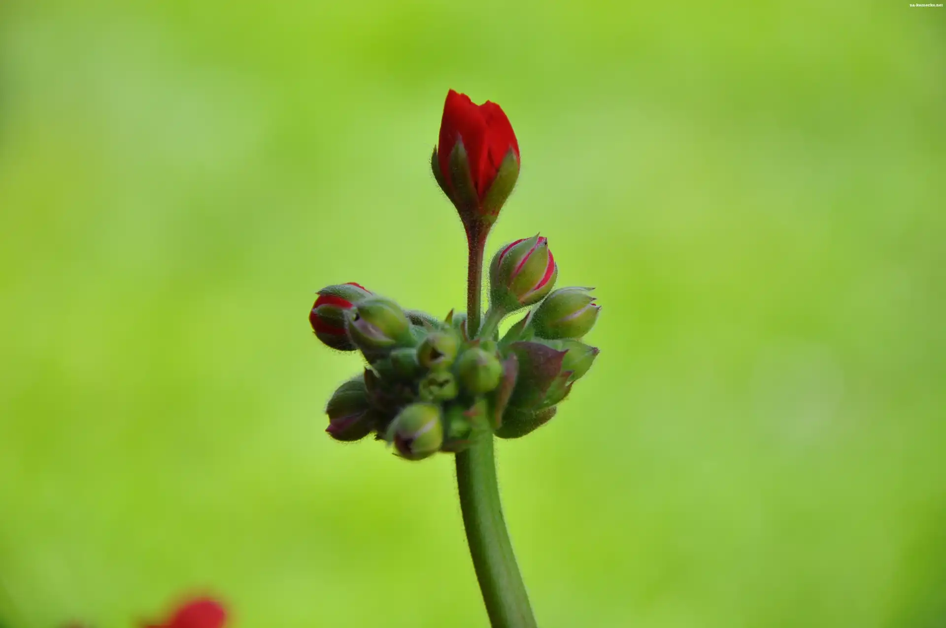 PÄ…k, Pelargonia