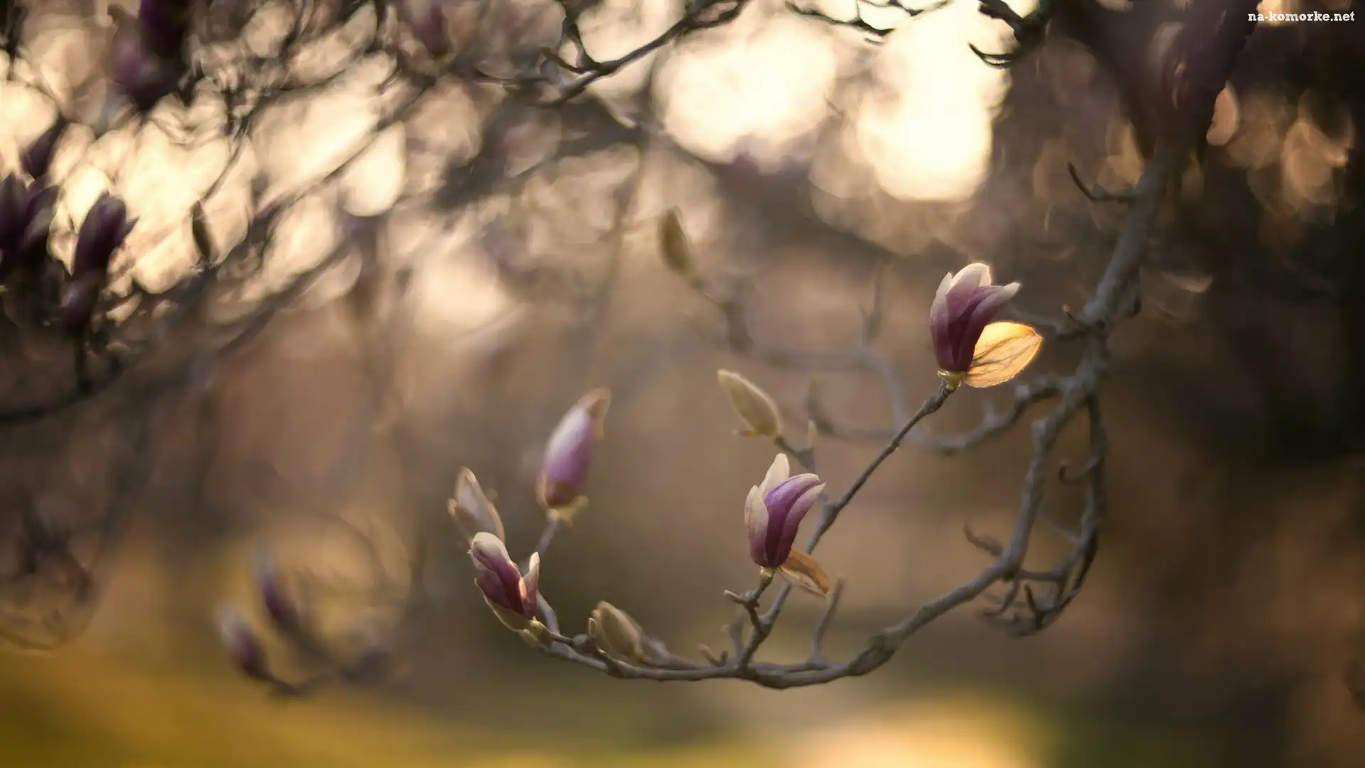 Gałąź, Pąki, Magnolia