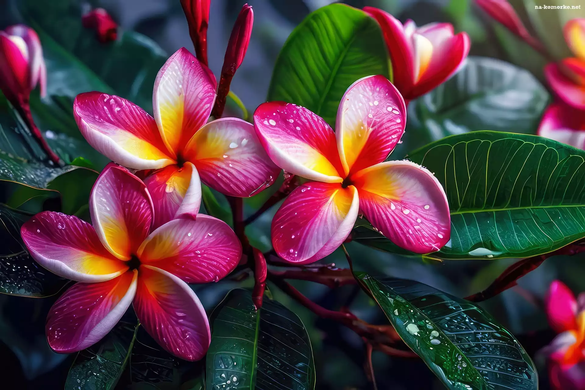 Plumeria, Pąki, Liście, Kwiaty, Grafika
