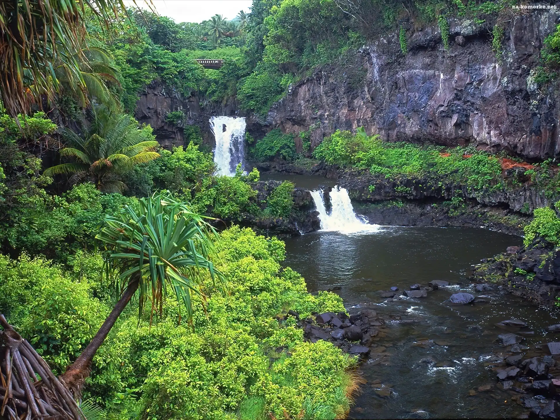 Palmy, Hawaje, Maui, Baseny, Drzewa