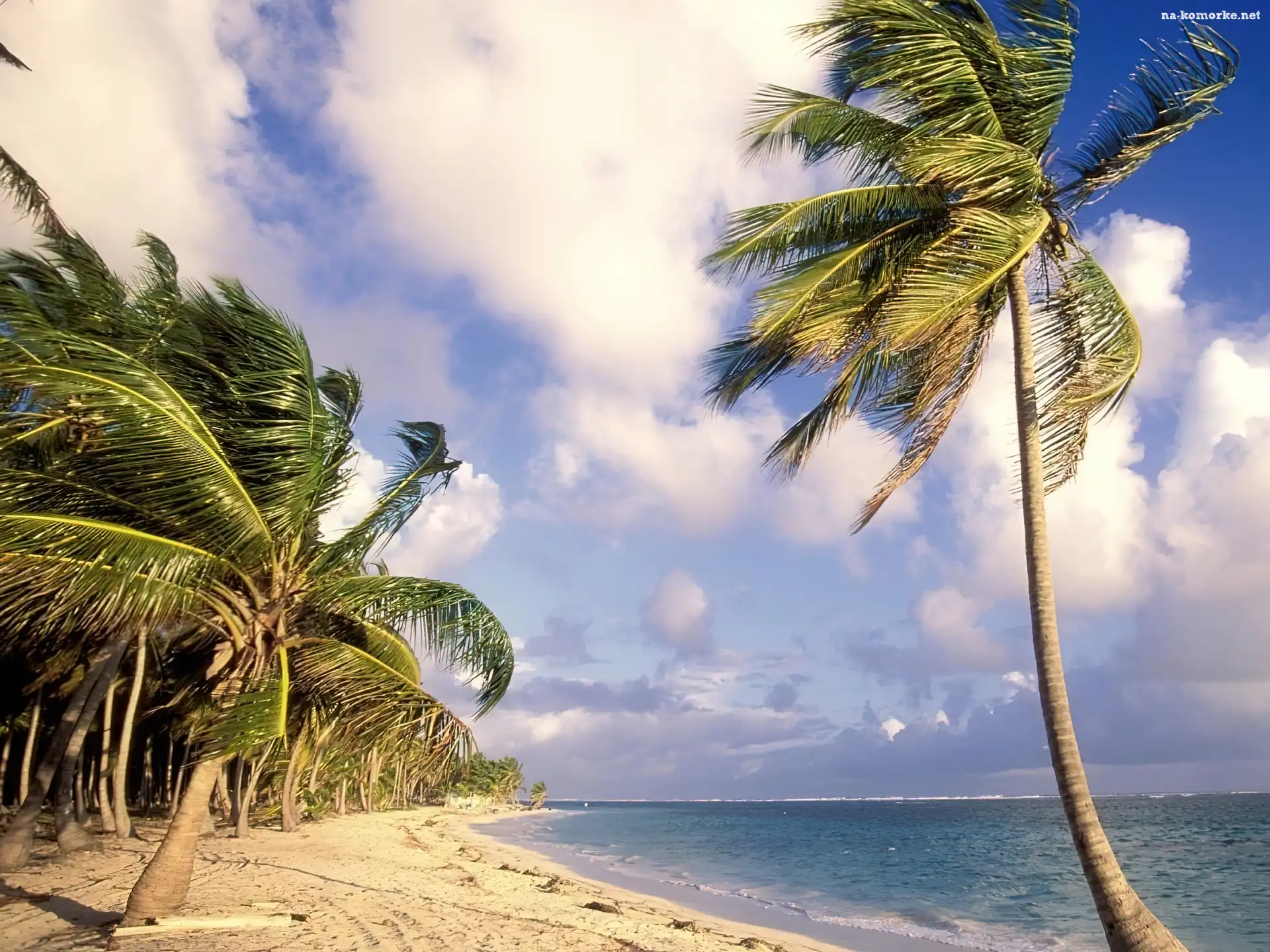 Palmy, Dominikana, Punta Cana, Ocean, Piasek