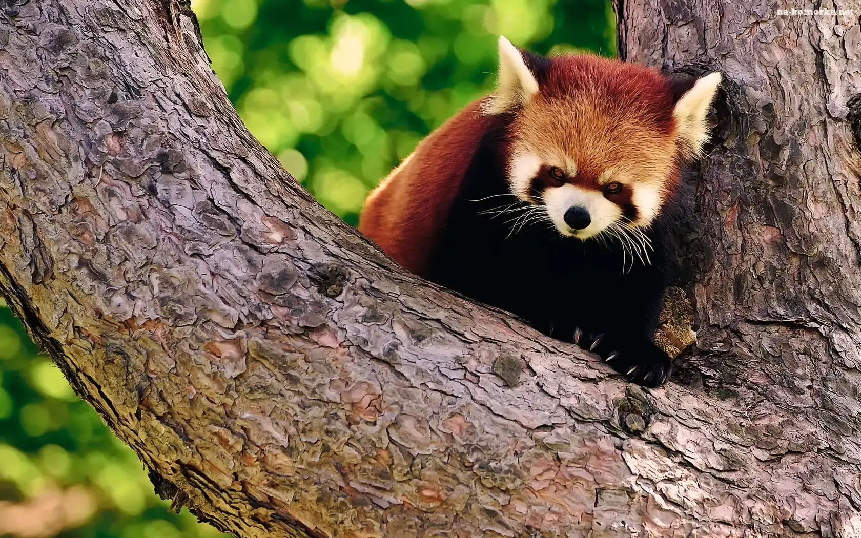 Czerwona, Panda, Drzewo