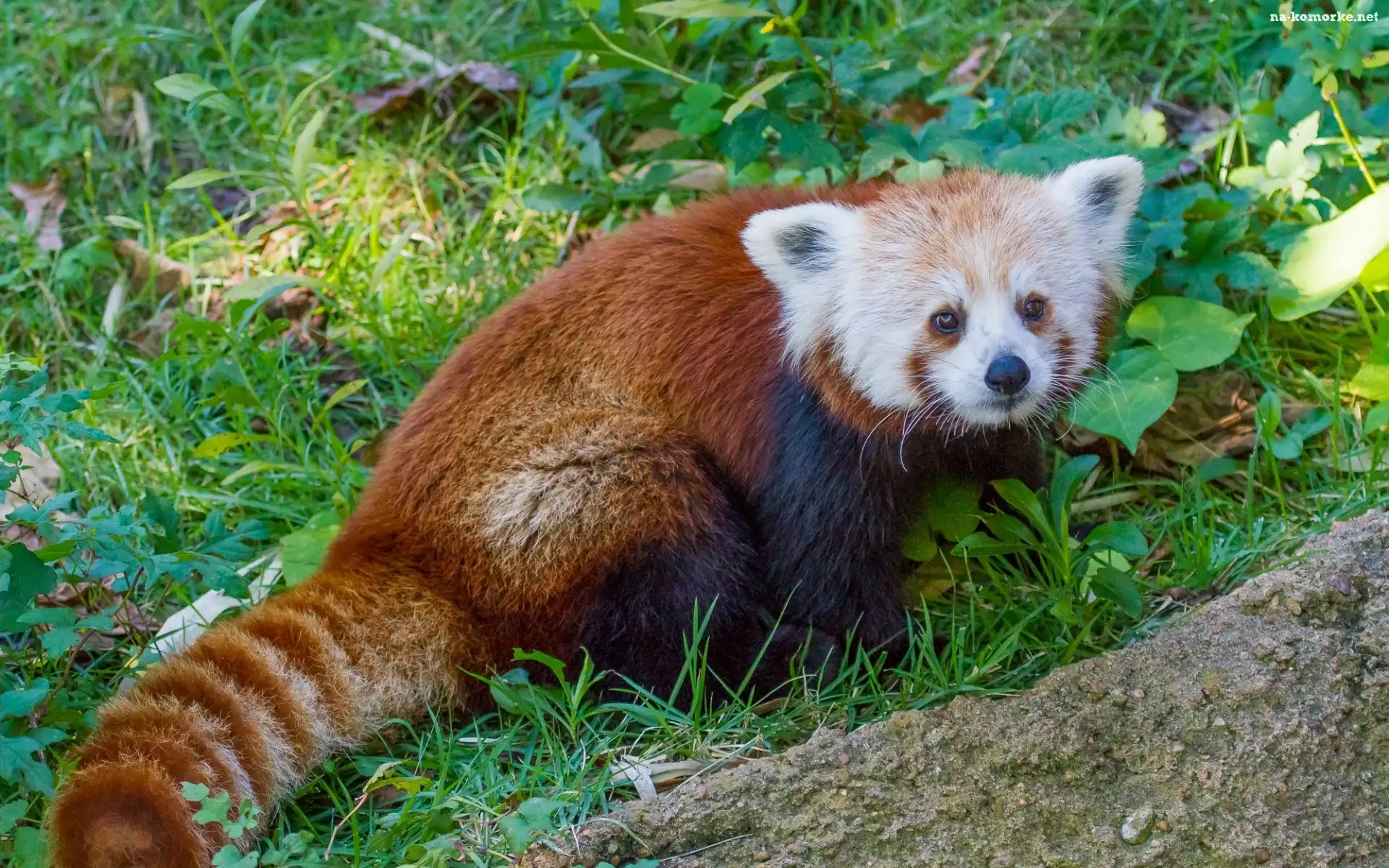 Panda, Pandka ruda, Czerwona, Trawa