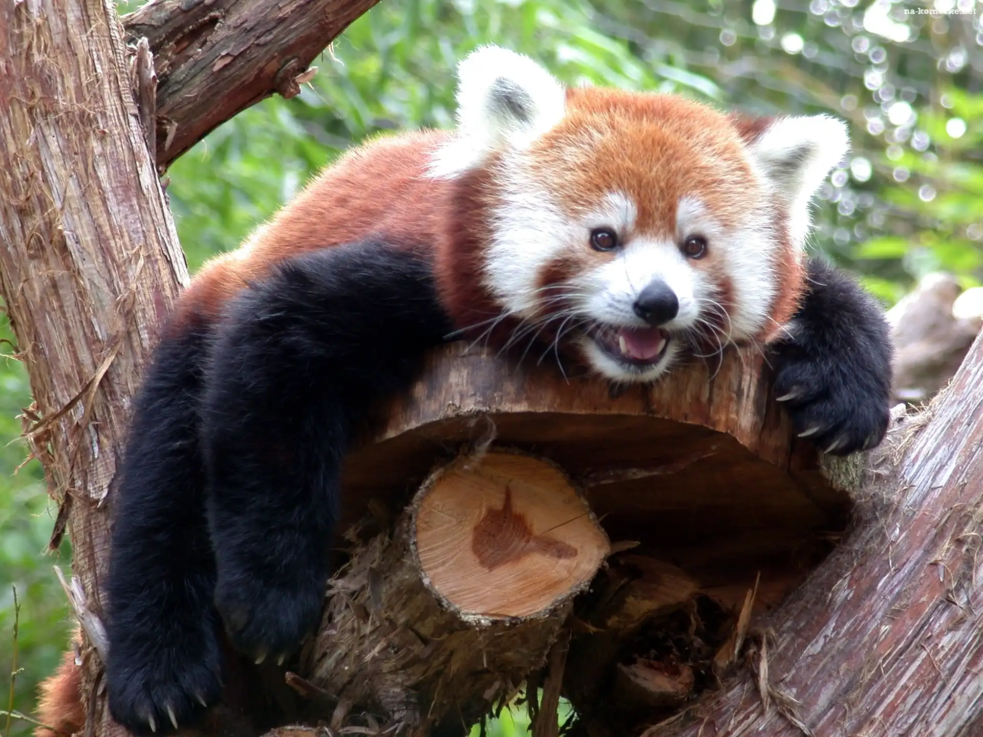 Pandka ruda, Panda, Czerwona, Drzewo, Zieleń