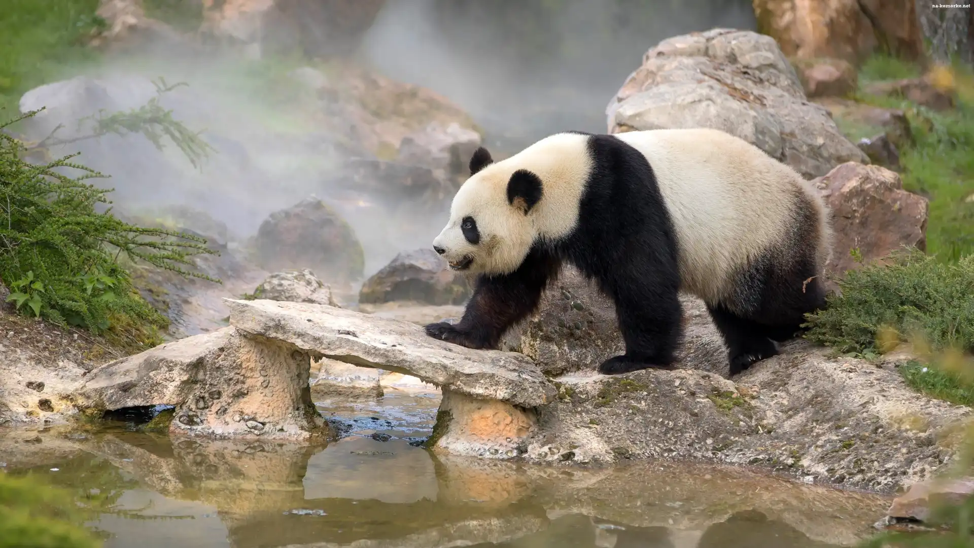 Kamienie, Panda wielka, Niedźwiedź, Zarośla, Woda, Mgła