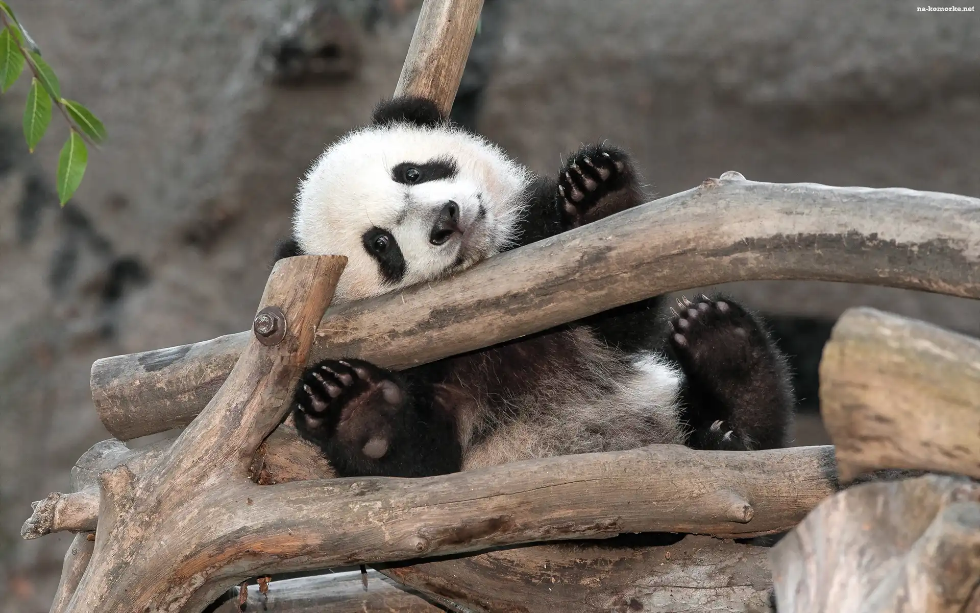 Miś, Panda, Drzewo