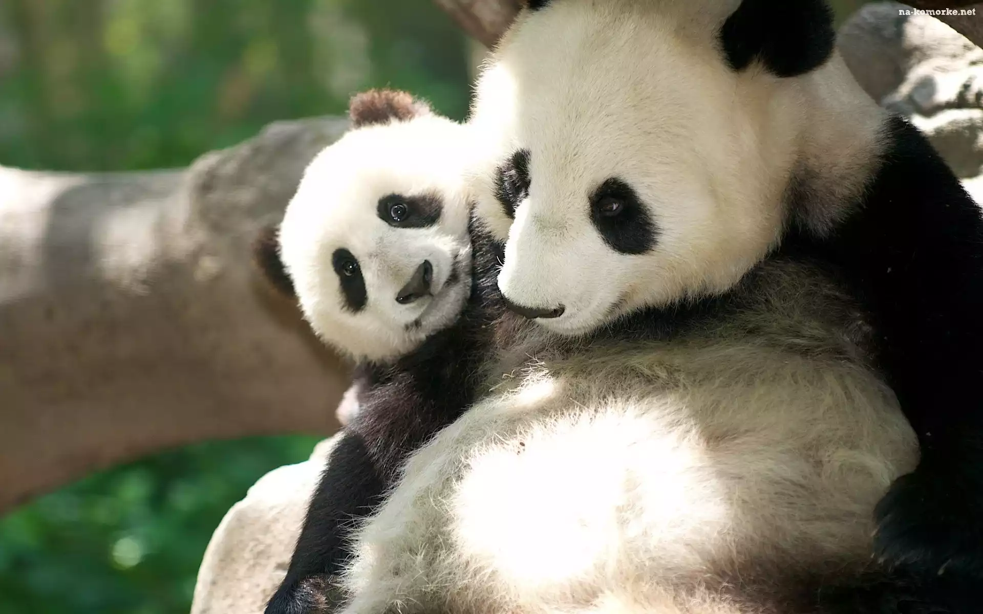 Miś, Panda, Małe
