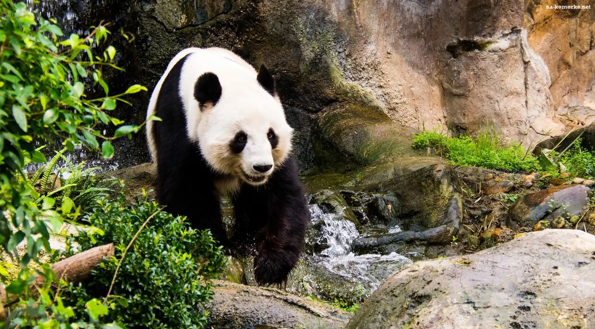 Panda, Skały, Potok, Krzewy