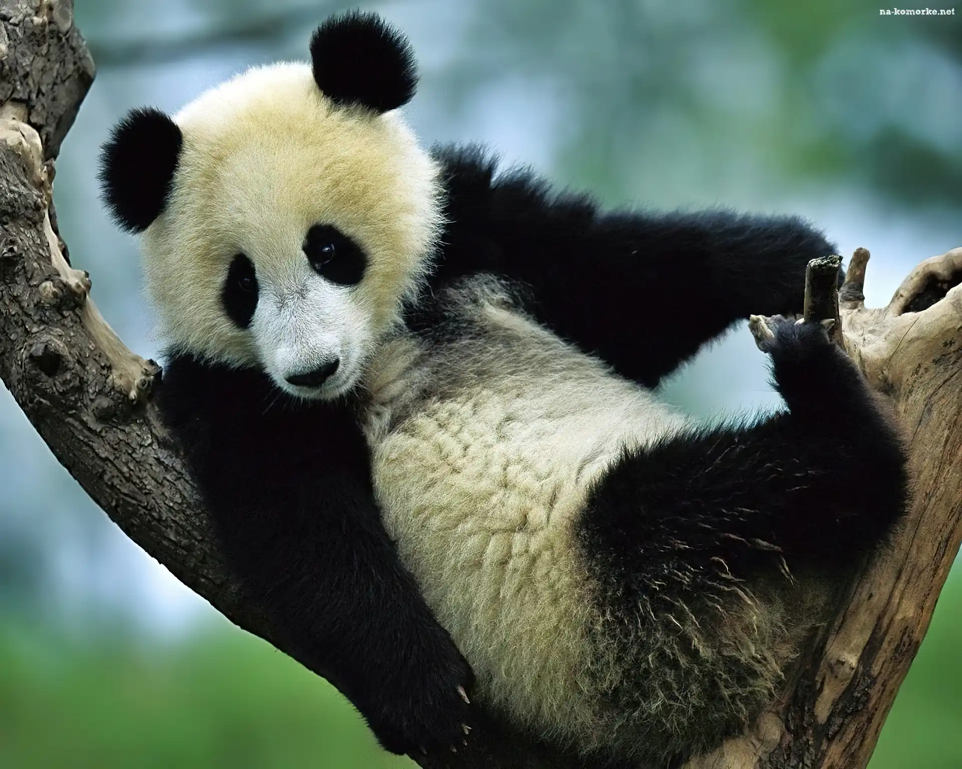 Panda, Wielka