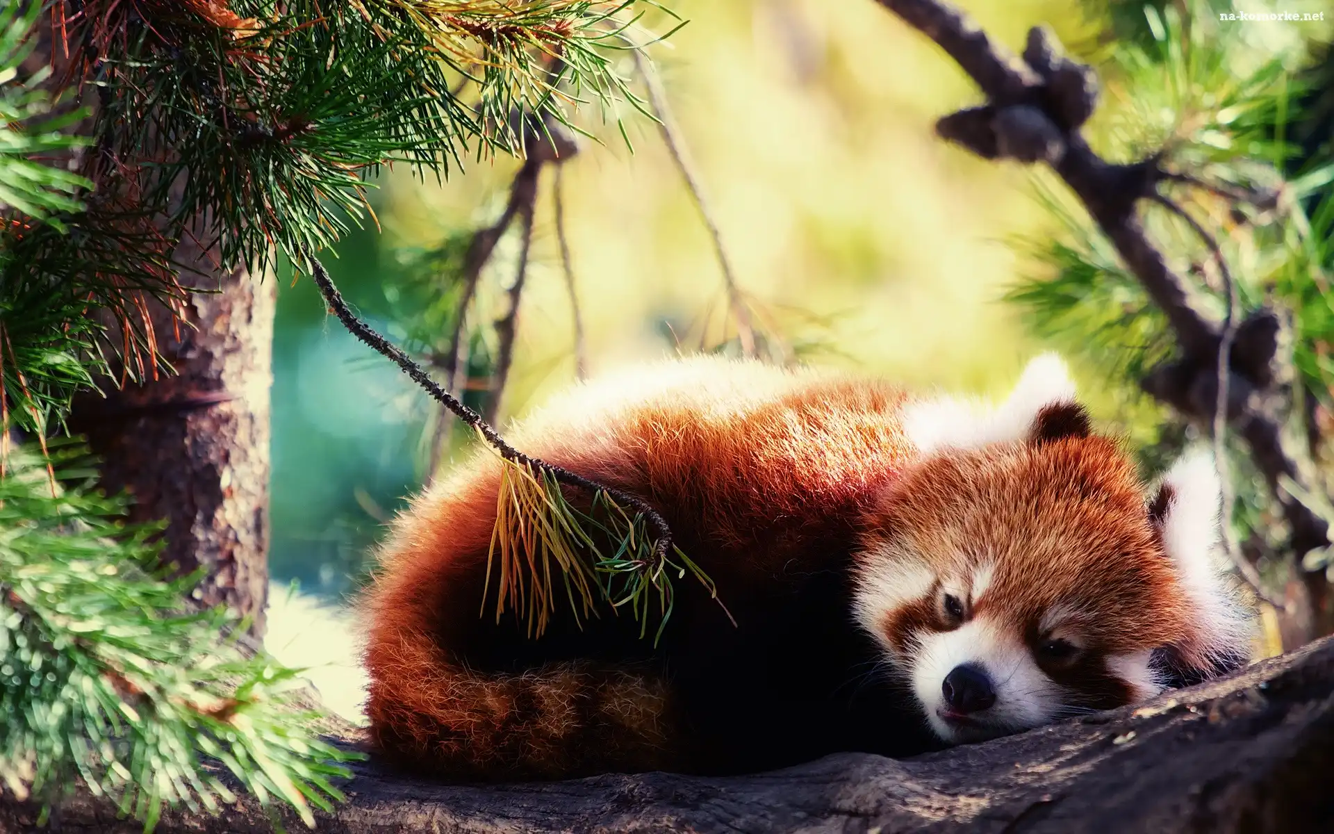 Pandka ruda, Panda, Czerwona, Drzewo, Wypoczynek