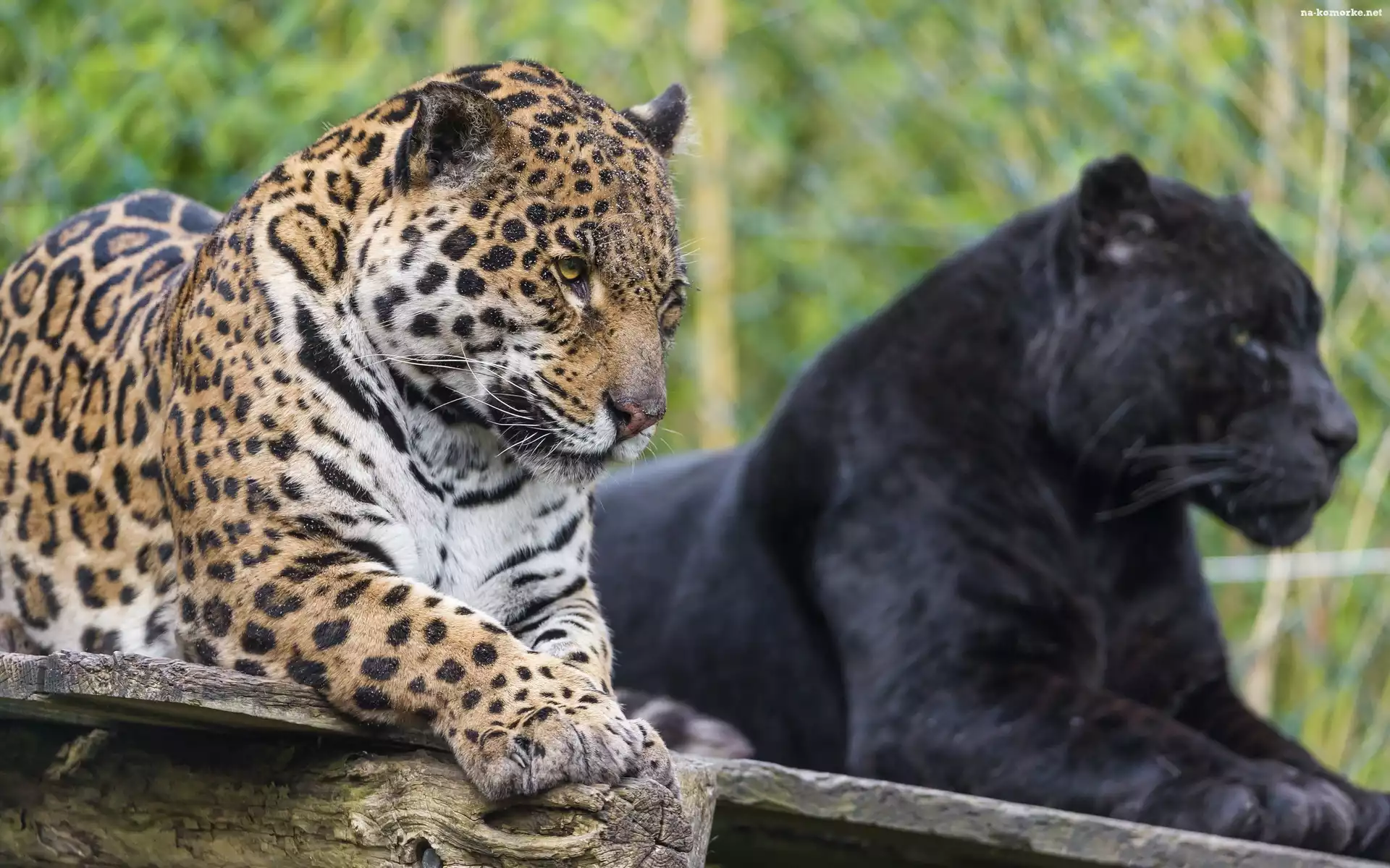 Lampart, Pantera, ZOO