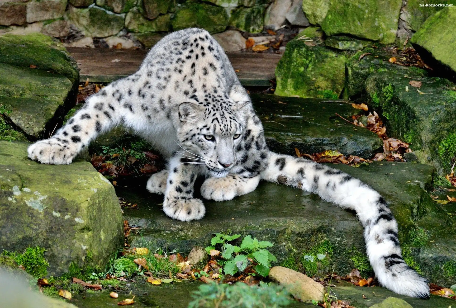 Irbis, Śnieżna, Pantera, Kamienie, ZOO
