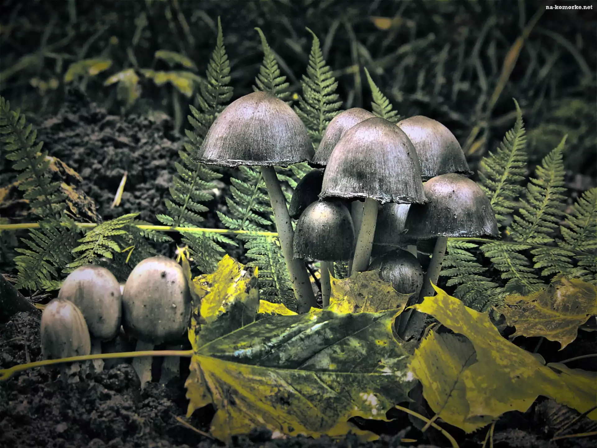 Muchomory, Paprocie, Liście
