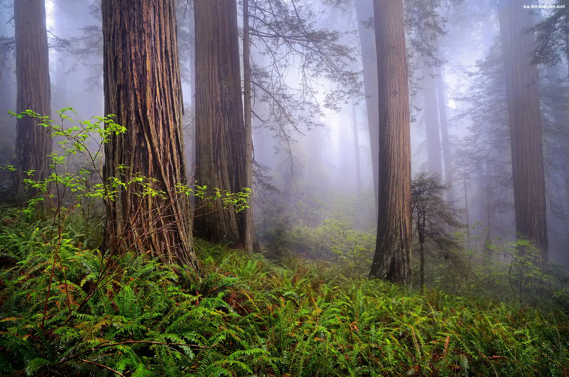 Stany Zjednoczone, Paprocie, Park Narodowy Redwood, Sekwoje, Kalifornia, Las, Drzewa, Mgła